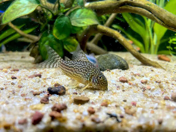 Perfect Substrate for Corydoras: Creating a Happy and Healthy Home for Your Bottom Feeders