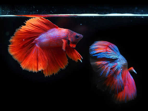 Fiery Red Betta Fish Display: The Stunning Majesty of Siamese Fighting Fish