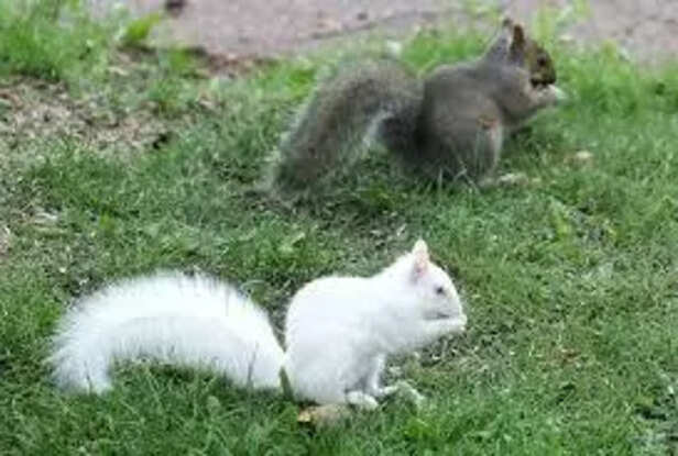 Playful squirrel in the wild