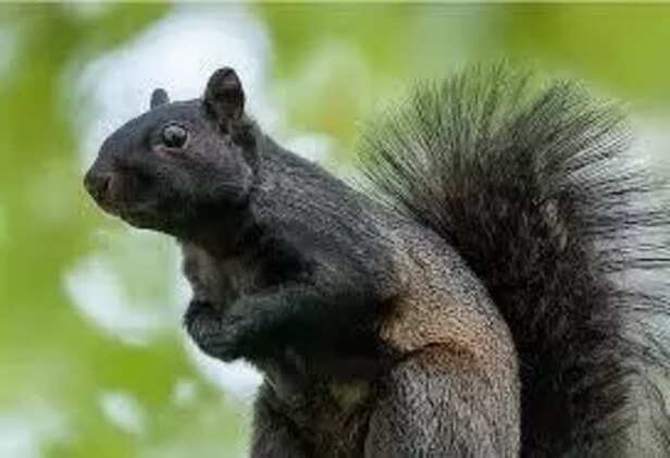 Alert tree squirrel