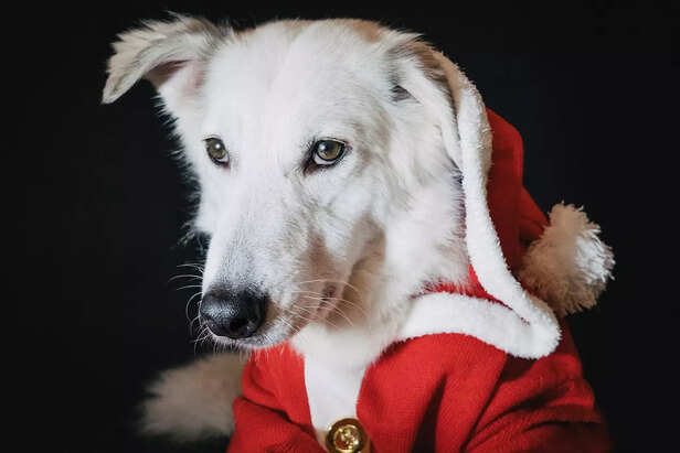 Santa Claus Costume for Dogs