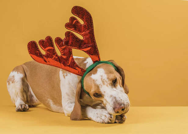 Dog Wearing Reindeer Antlers for Christmas