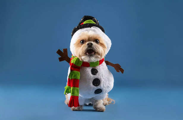 Dog Wearing Snowman Outfit for Christmas