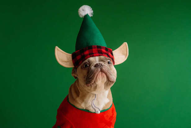 Dog Dressed as Christmas Elf