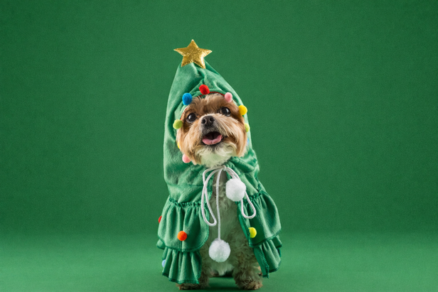 When Your Dog Becomes the Christmas Tree