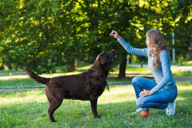 Adult dog training