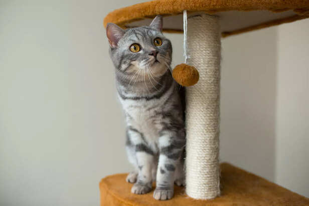 Indoor cat playtime ideas