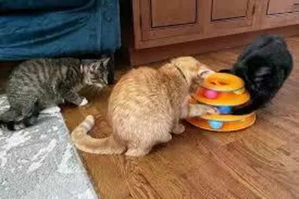 Creative ways to boost your cat's mental ability