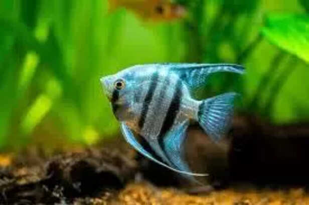 Angelfish feeding in freshwater tank
