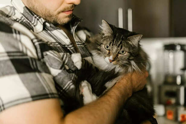 Why Cats Act Differently With Male Owners