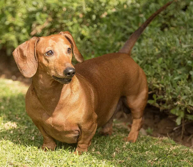 Evolution of the 'Wiener Dog'
