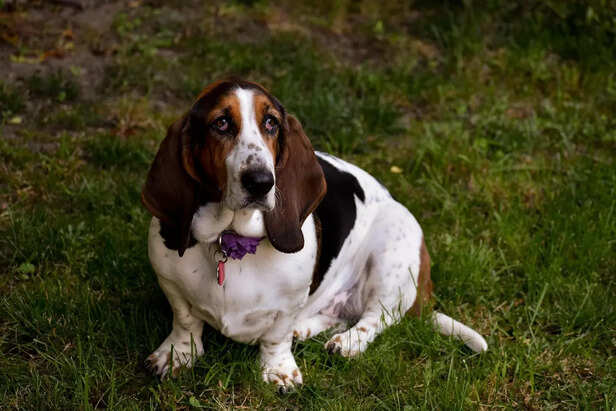 Basset Hound we see today