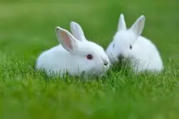 Safe outdoor playtime for rabbits