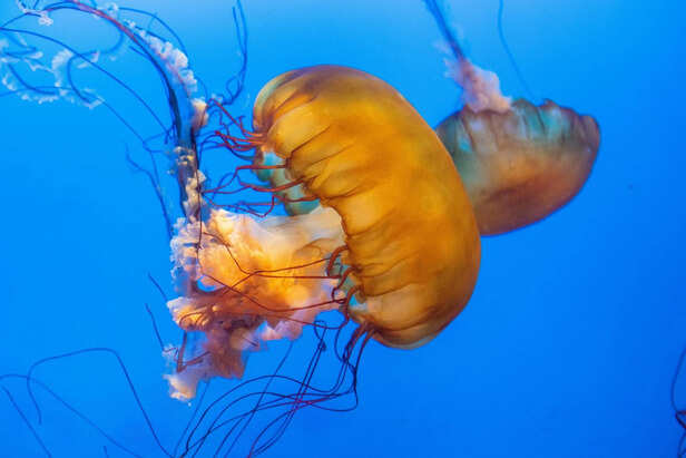 A Sting That Can Stop a Heart