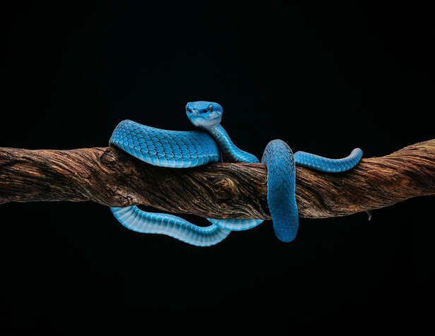 Pit Viper: Venom in a Flash