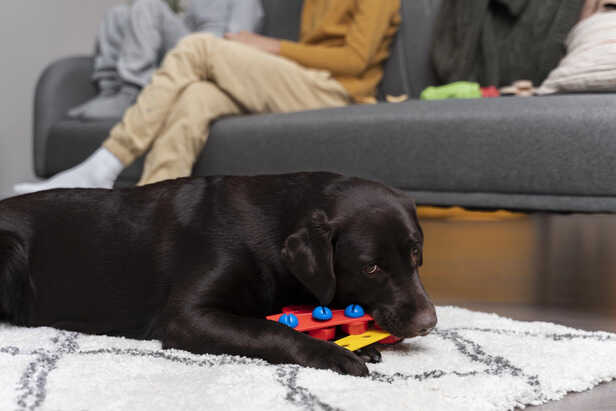 Brain training games best for dog's mental health