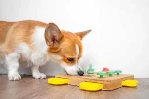 Smart toys for dog mental simulation