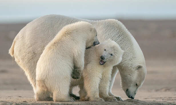 Polar bears