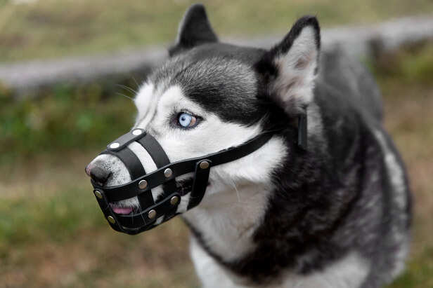 Types of dog muzzles