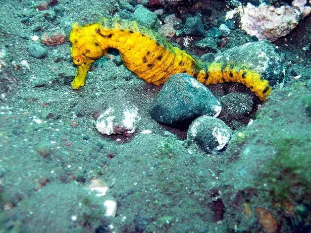 Male Seahorse pregnancy