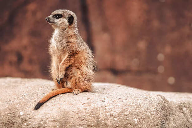 Adorable baby meerkat playing