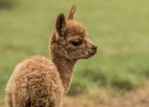 Fluffy baby llama