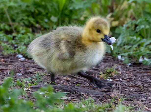 Tiny and adorable duckling