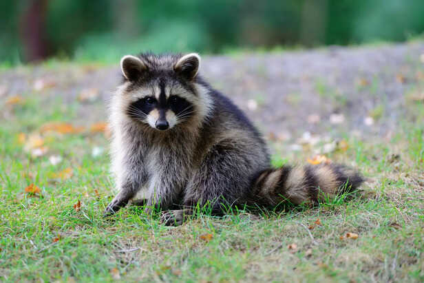 Wild baby raccoon in nature