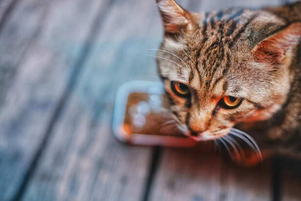 better food choices mean better pet lives