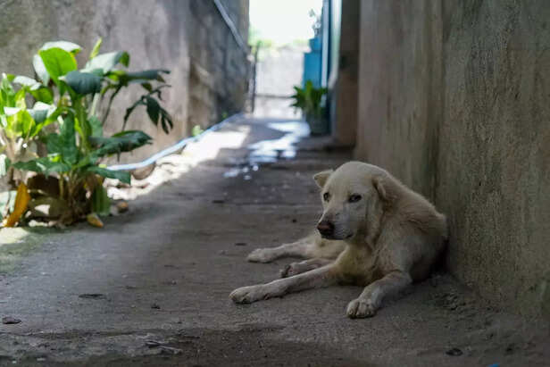 stray animal need care not neglection