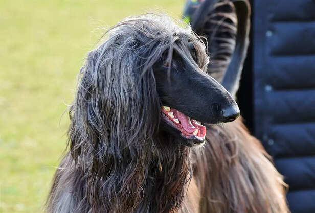 The Legacy of the Afghan Hound