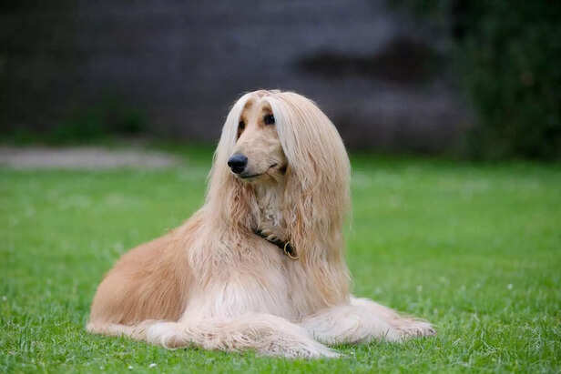 The Survival Features