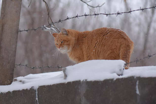Outdoor cat