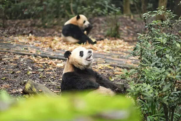 Giant Panda
