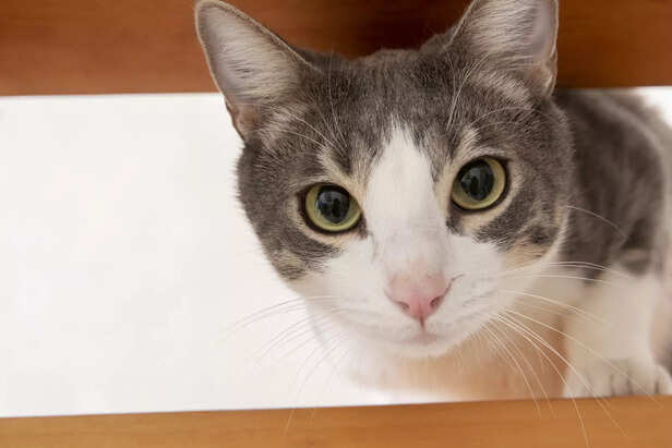 Cat slow blink meaning