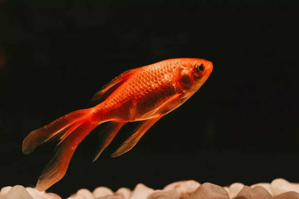 Goldfish are believed to attract wealth and positivity