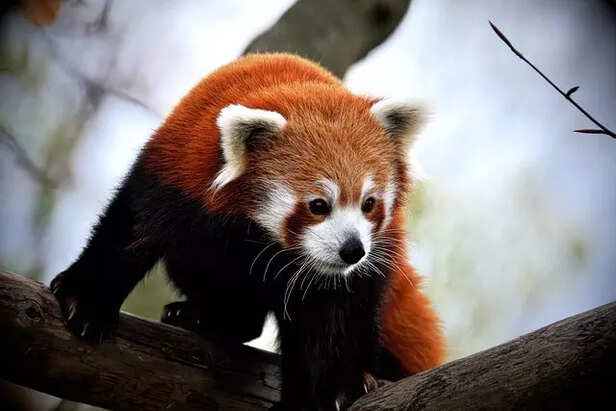 Red Panda