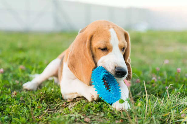 Puppy Biting explained: Playing and natural learning