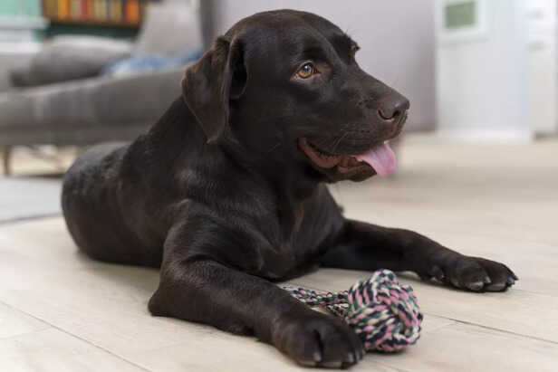 Understanding puppy play behavior