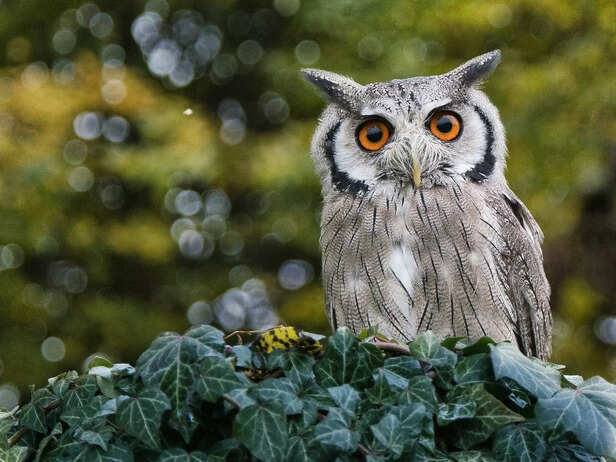 Owls protect forests naturally