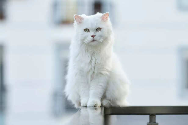 White cats carry silence, serenity, and grace