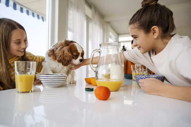 Milk can be beneficial for dogs when give occasionally