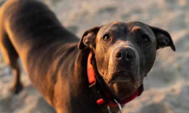 Pet registration helps authorities monitor ownership and ensure animal safety..