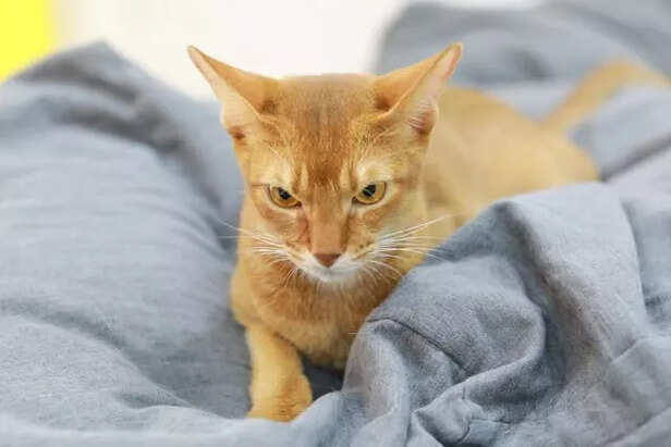 Abyssinian