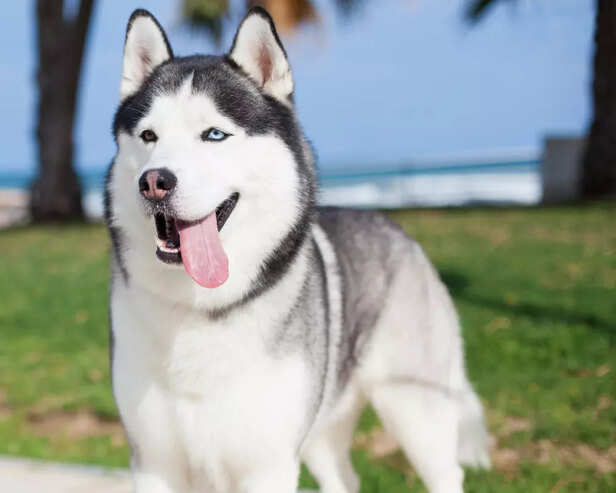 Siberian Husky