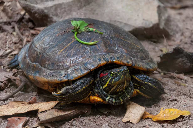 Red Eared Slider Turtle Spotted In India