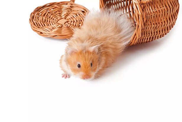 Hamster: A Quite Cute Pet Basket Isolated