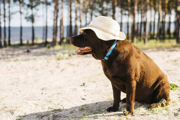 Keeping pets hydrated during summer