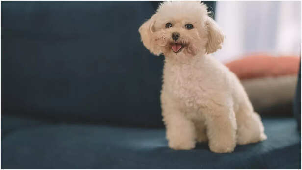 Toy Poodle