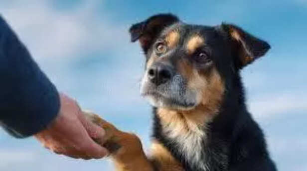 Clean Your Pet Paw After A Walk In Winter